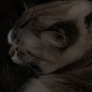 Meet your Posher, Carol